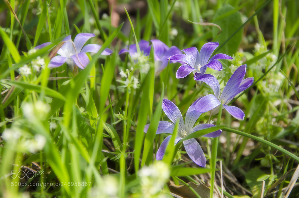 Nikon D7000 sample photo. Bloom photography