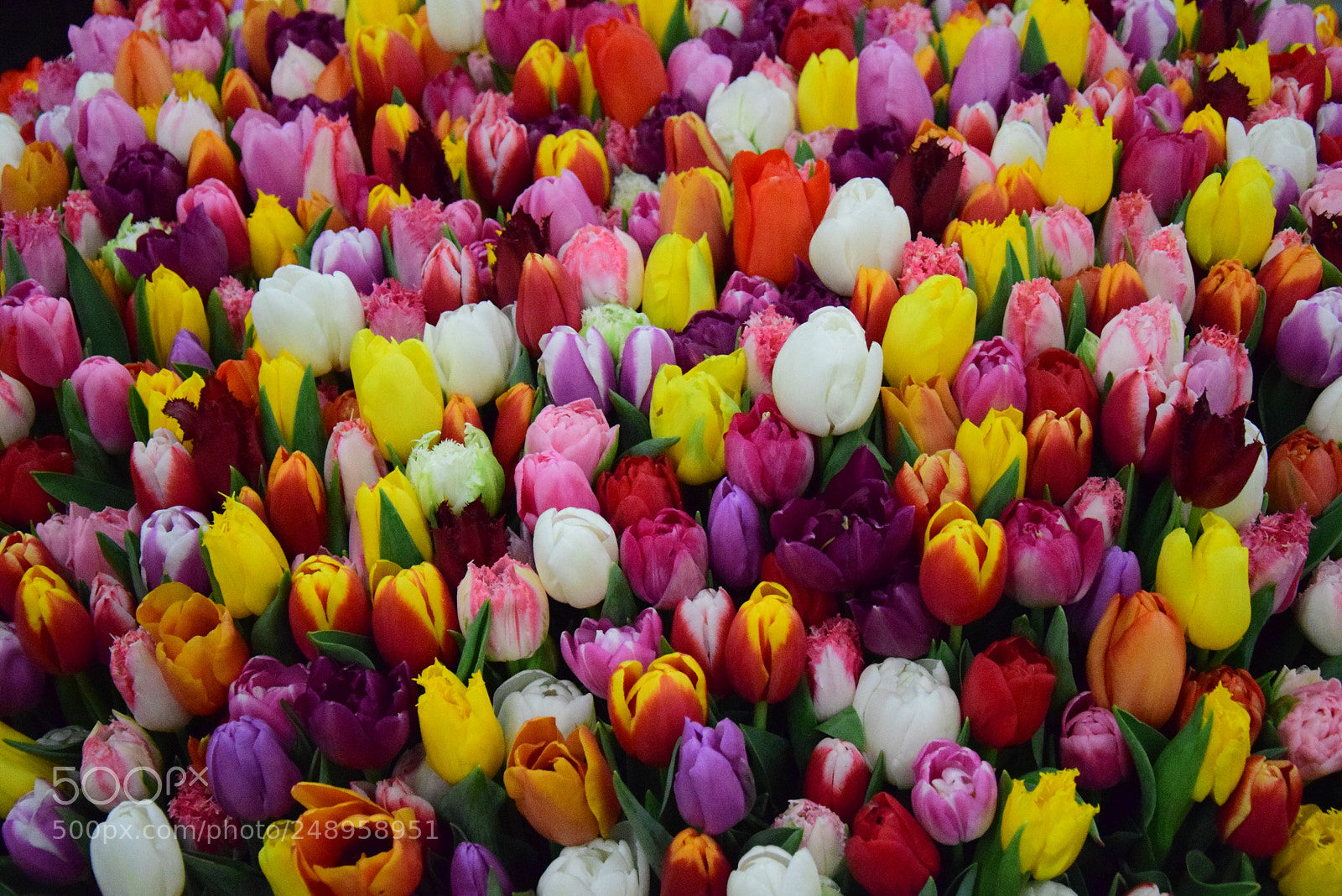 Nikon D5300 sample photo. Bunch of tulips photography