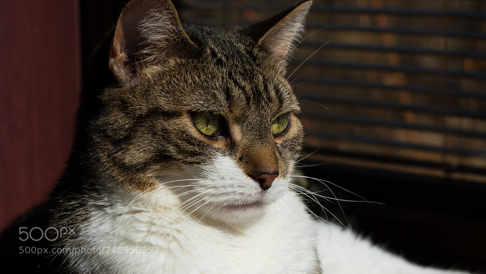 Fujifilm X-T2 sample photo. Rebel face photography