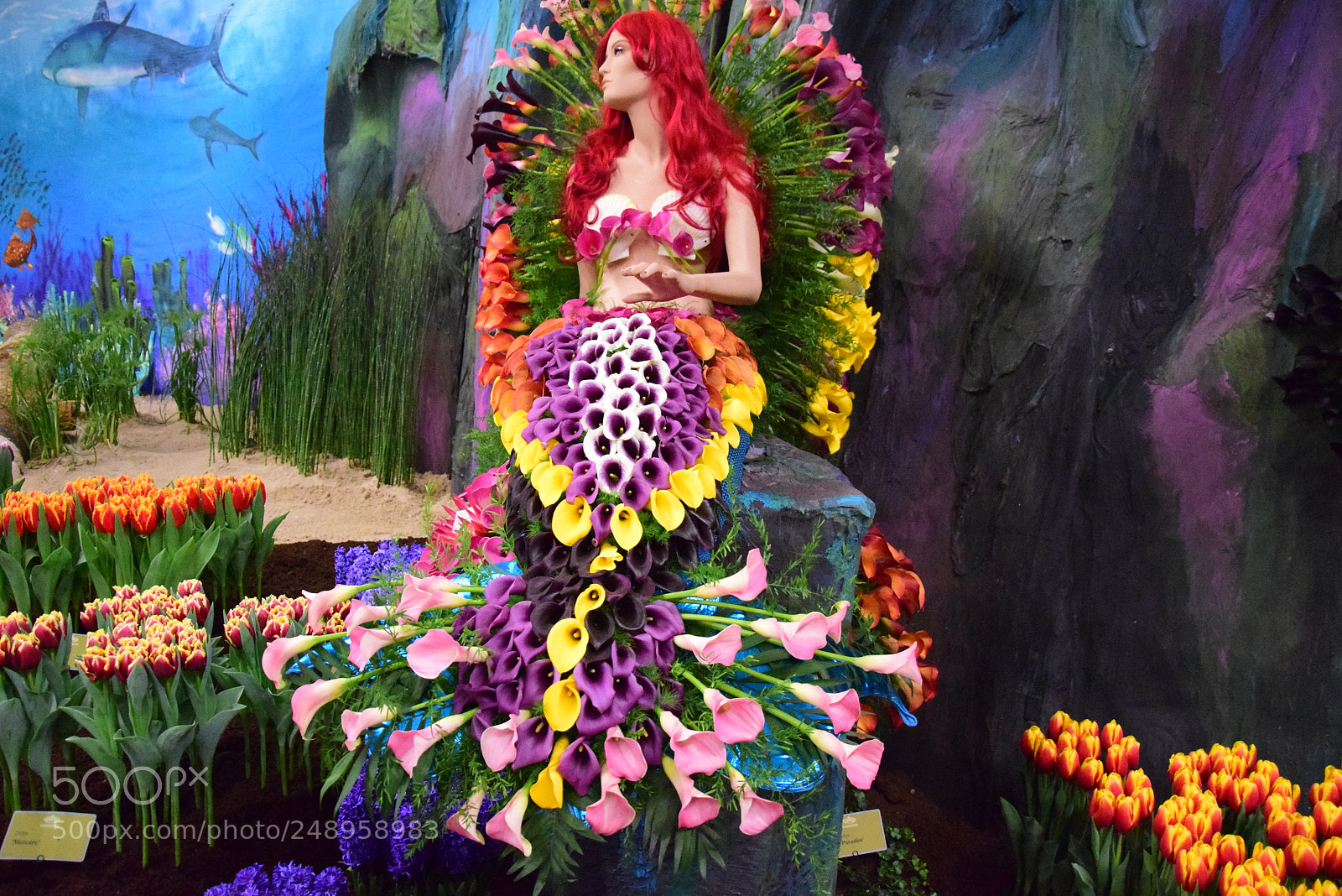 Nikon D5300 sample photo. Flowermermaid photography