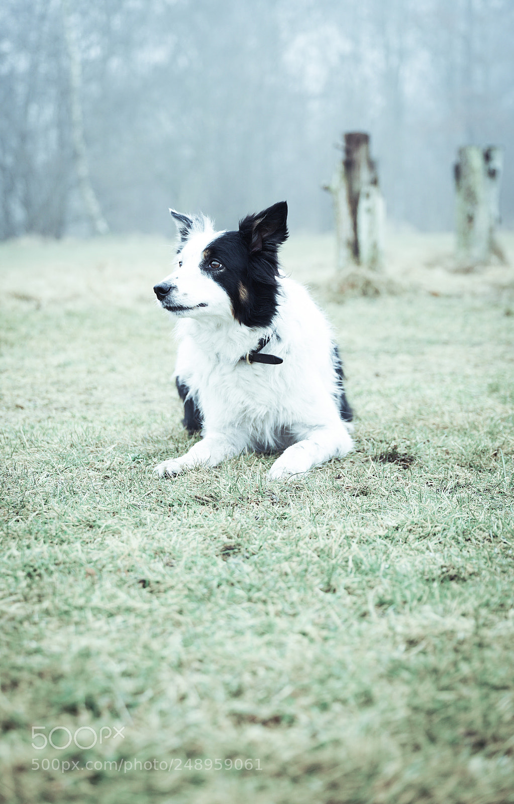 Sony a7 II sample photo. Bordercollie #1 photography