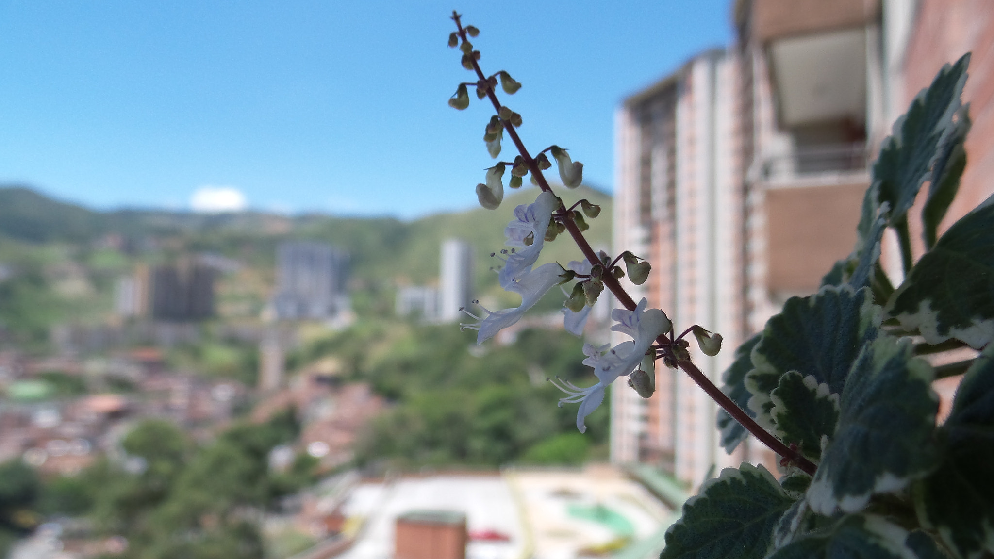 Samsung Galaxy Camera 2 sample photo. Belleza diminuta photography