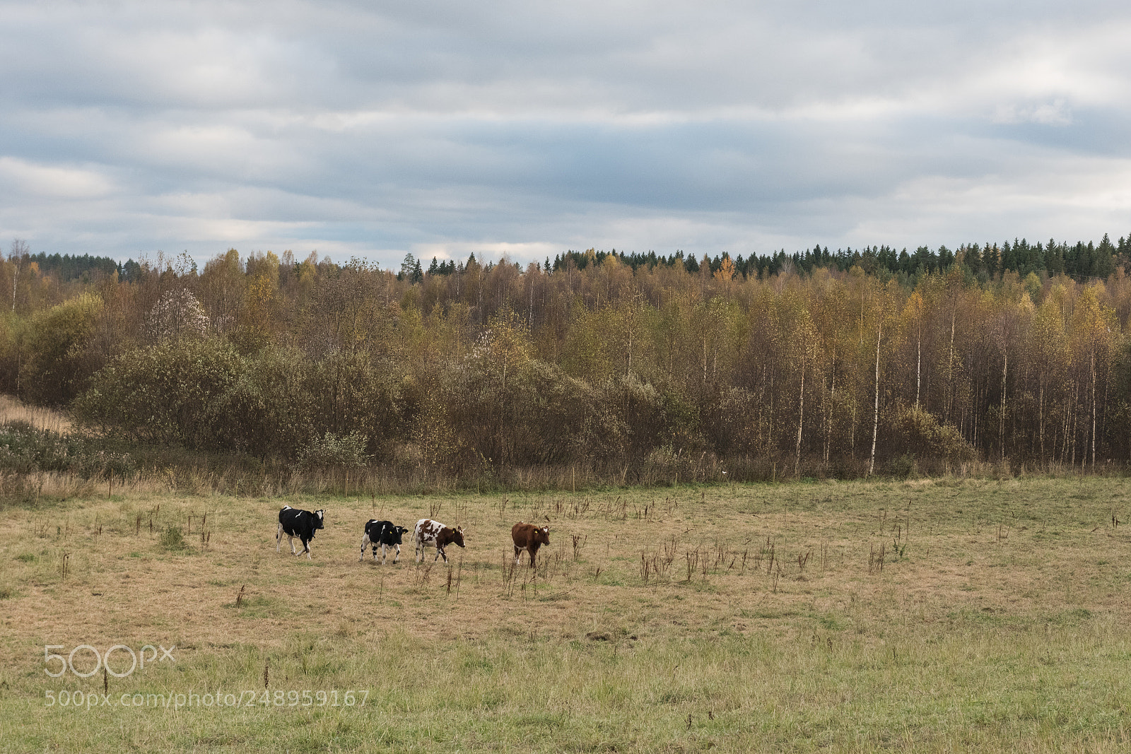 Nikon D810 sample photo. Untitled photography