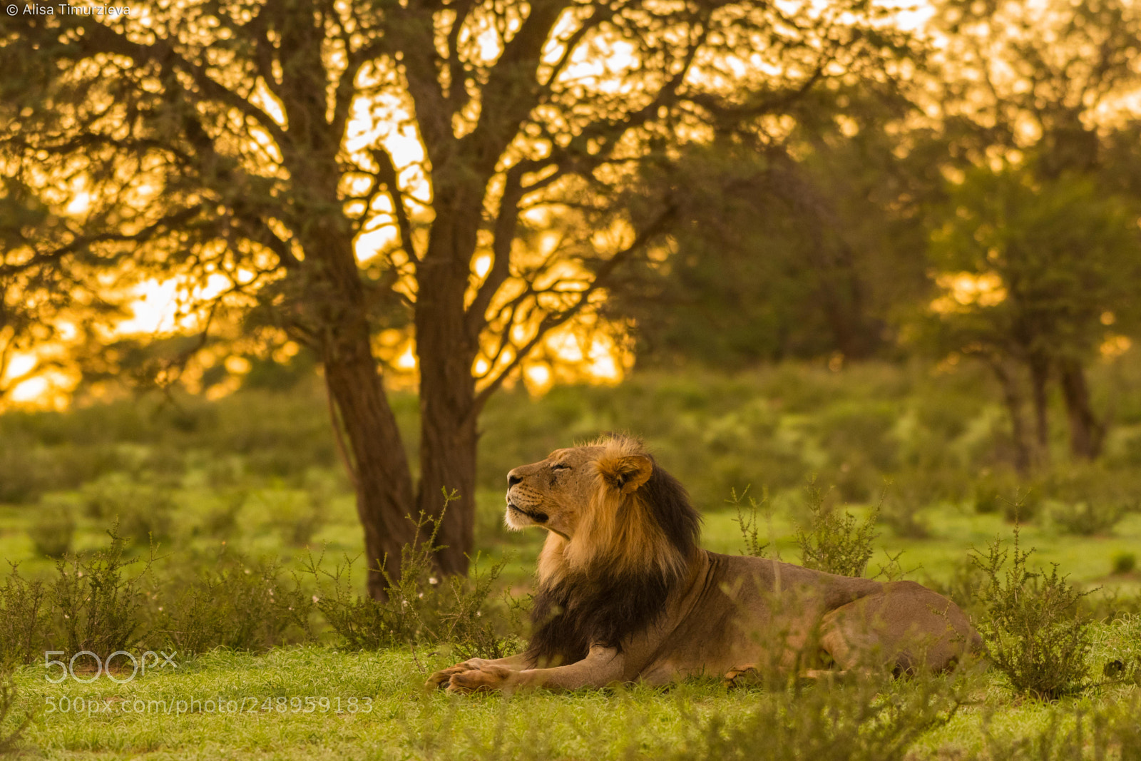 Nikon D500 sample photo. Rooiputs male lion at photography
