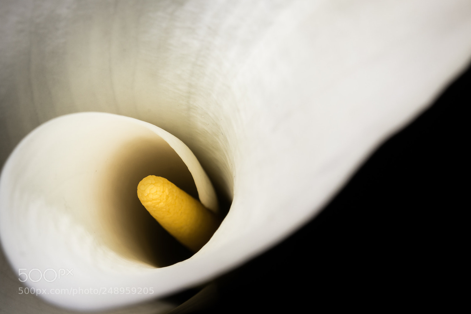 Canon EOS 80D sample photo. Spiral lily photography