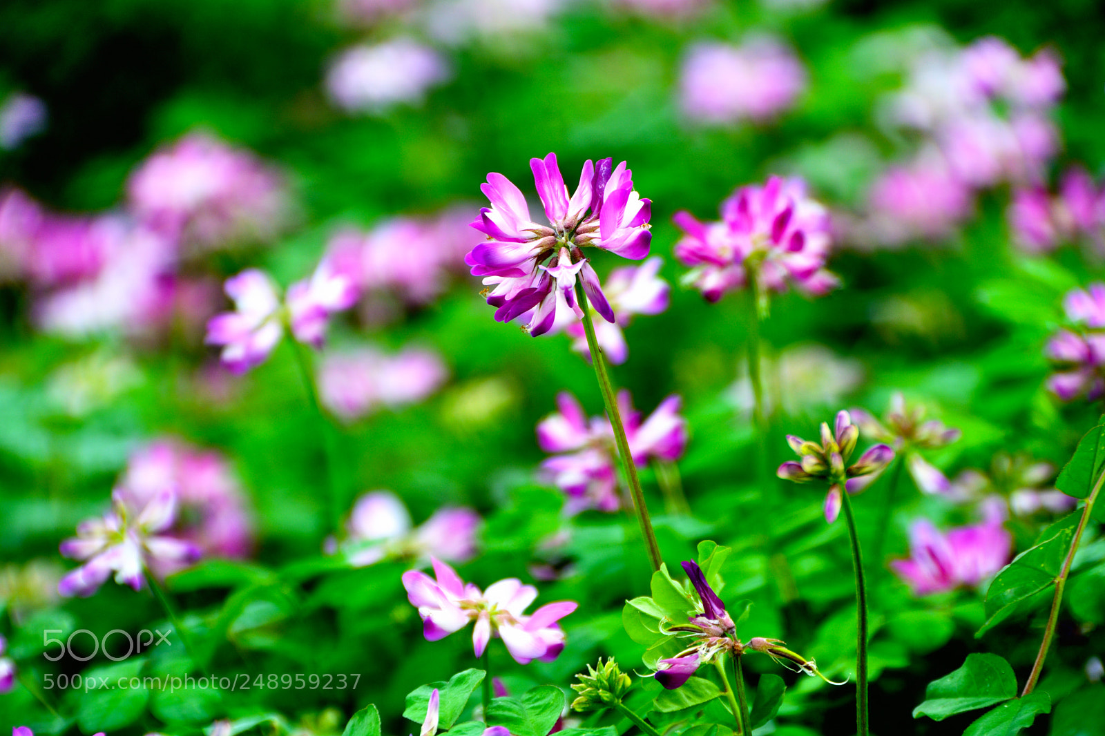 Nikon D5200 sample photo. 紫云英astragalus sinicus photography