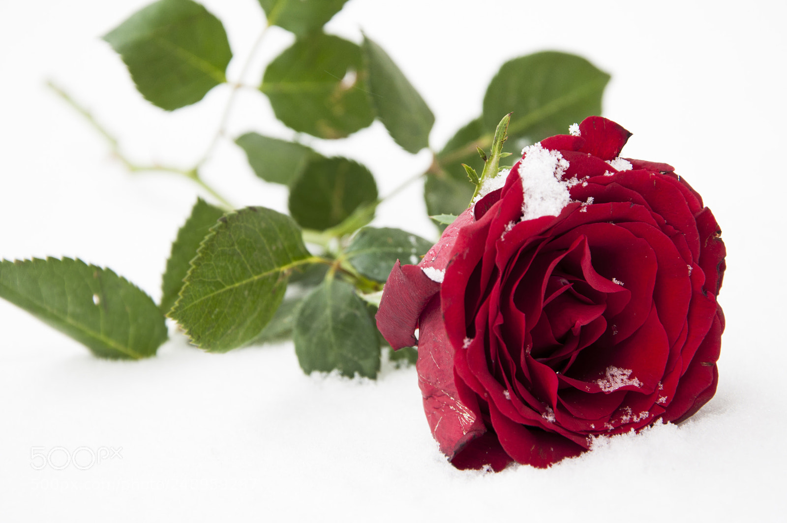 Nikon D90 sample photo. Beautiful sadness photography