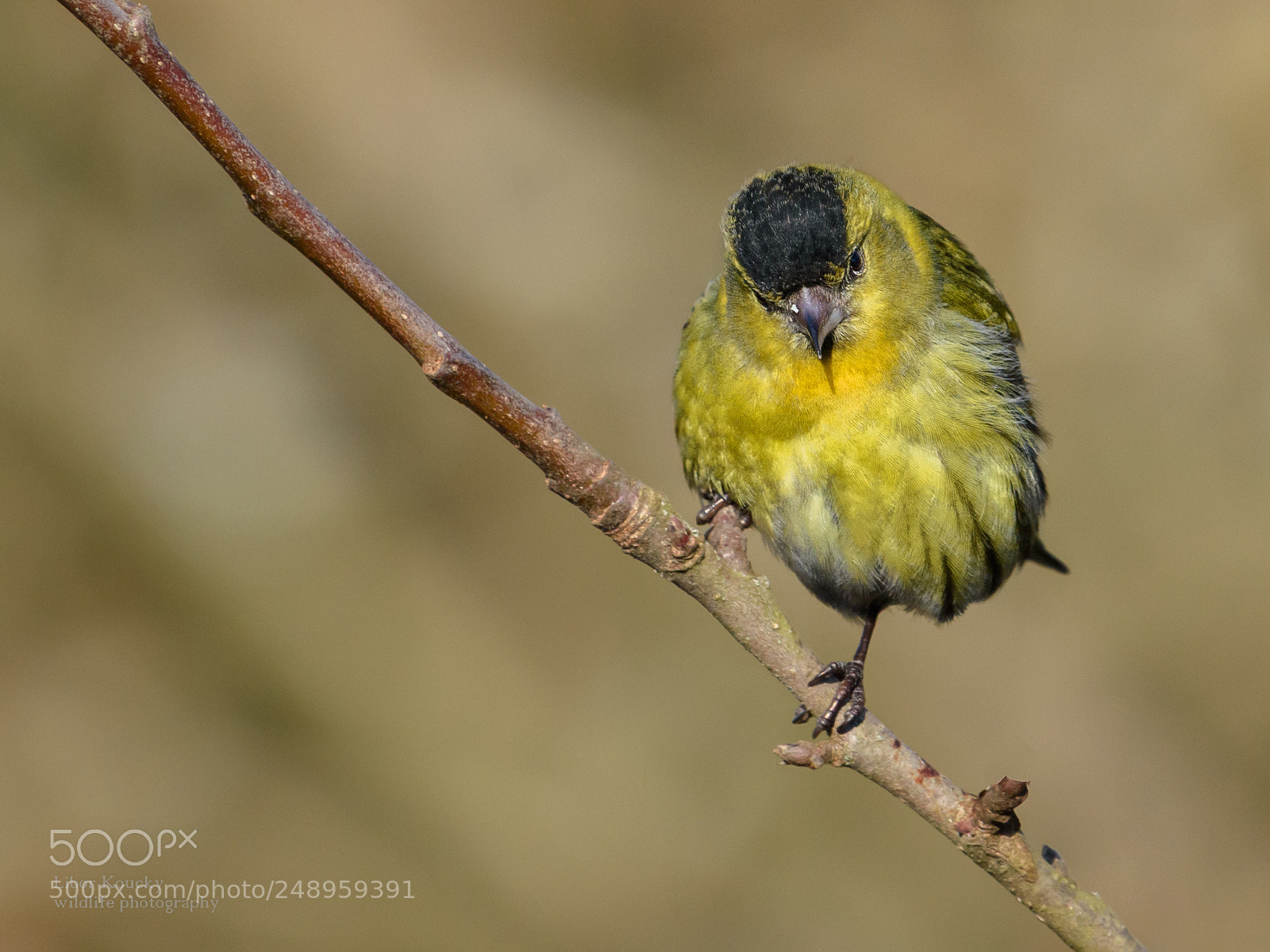 Nikon D5500 sample photo. Siskin (carduelis spinus) photography