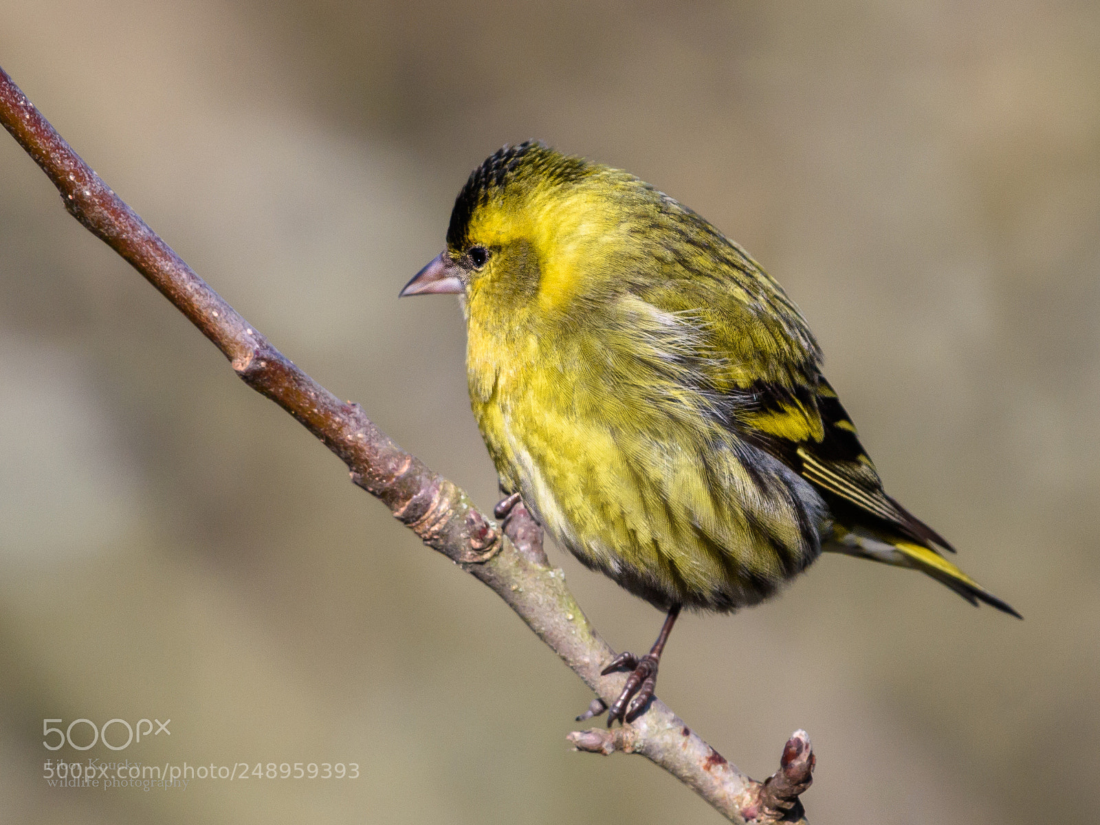 Nikon D5500 sample photo. Siskin (carduelis spinus) photography