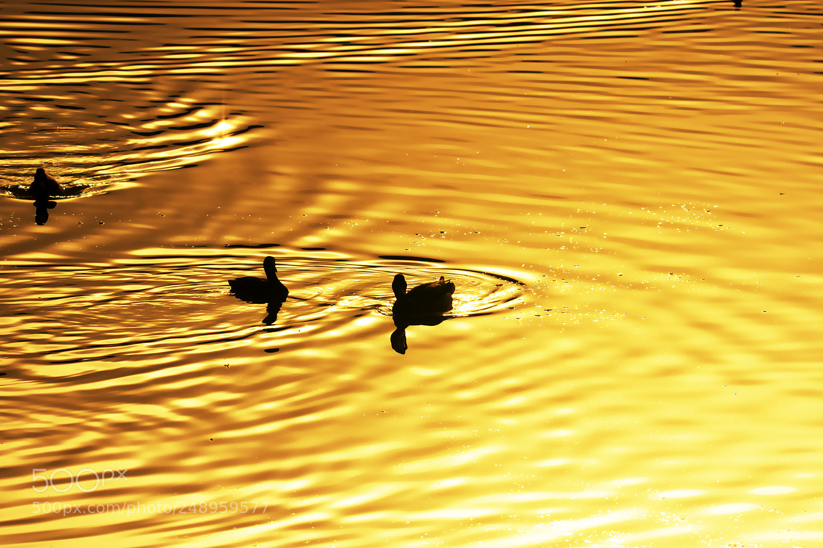 Nikon D7200 sample photo. Evening in the park photography