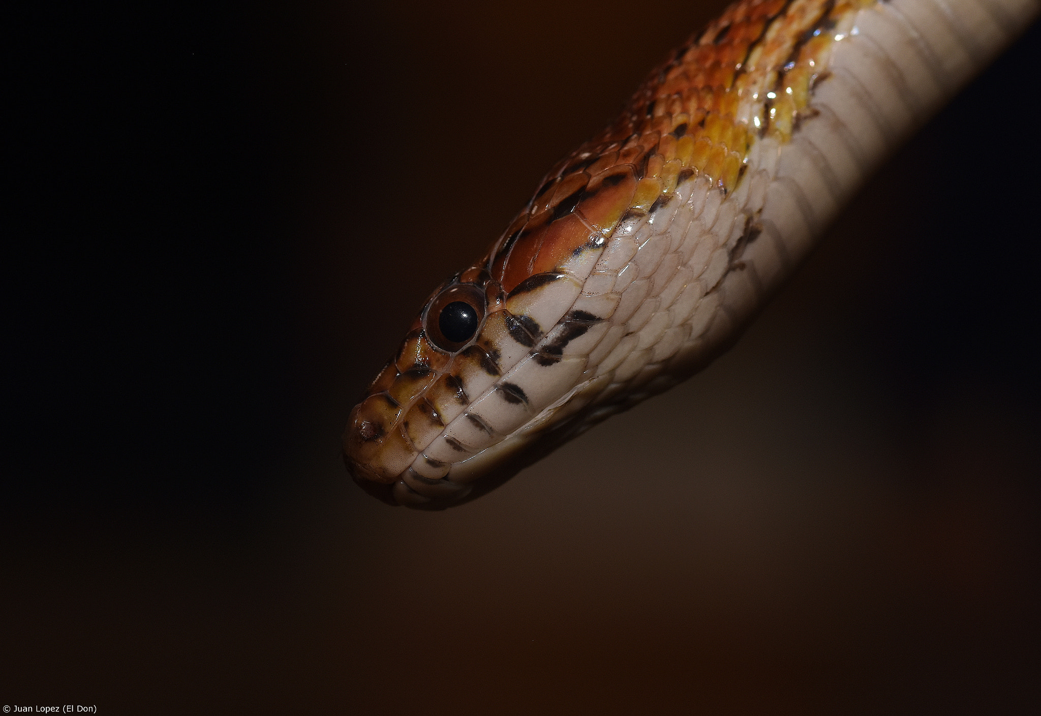 Sigma 105mm F2.8 EX DG OS HSM sample photo. Snake.... skin texture...!! photography