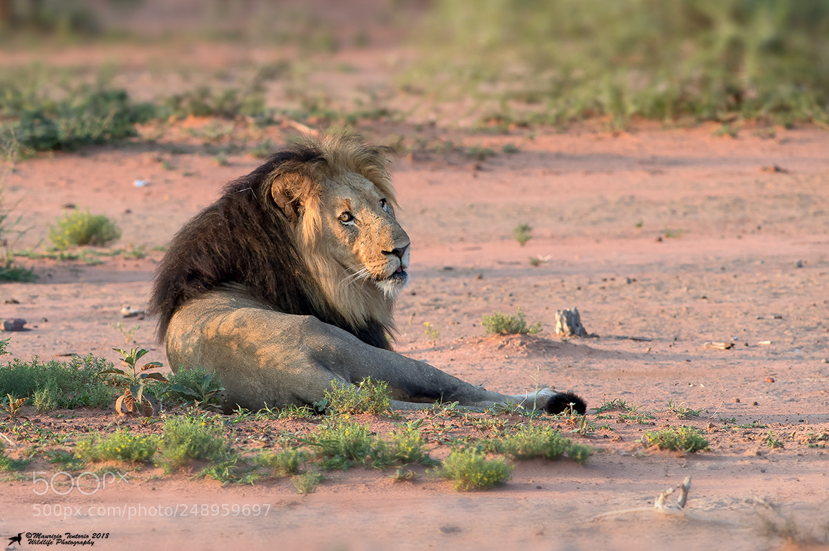 Nikon D5 sample photo. Leone panthera leo photography