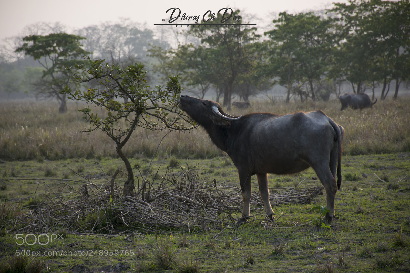 Nikon D3300 sample photo. Treat photography