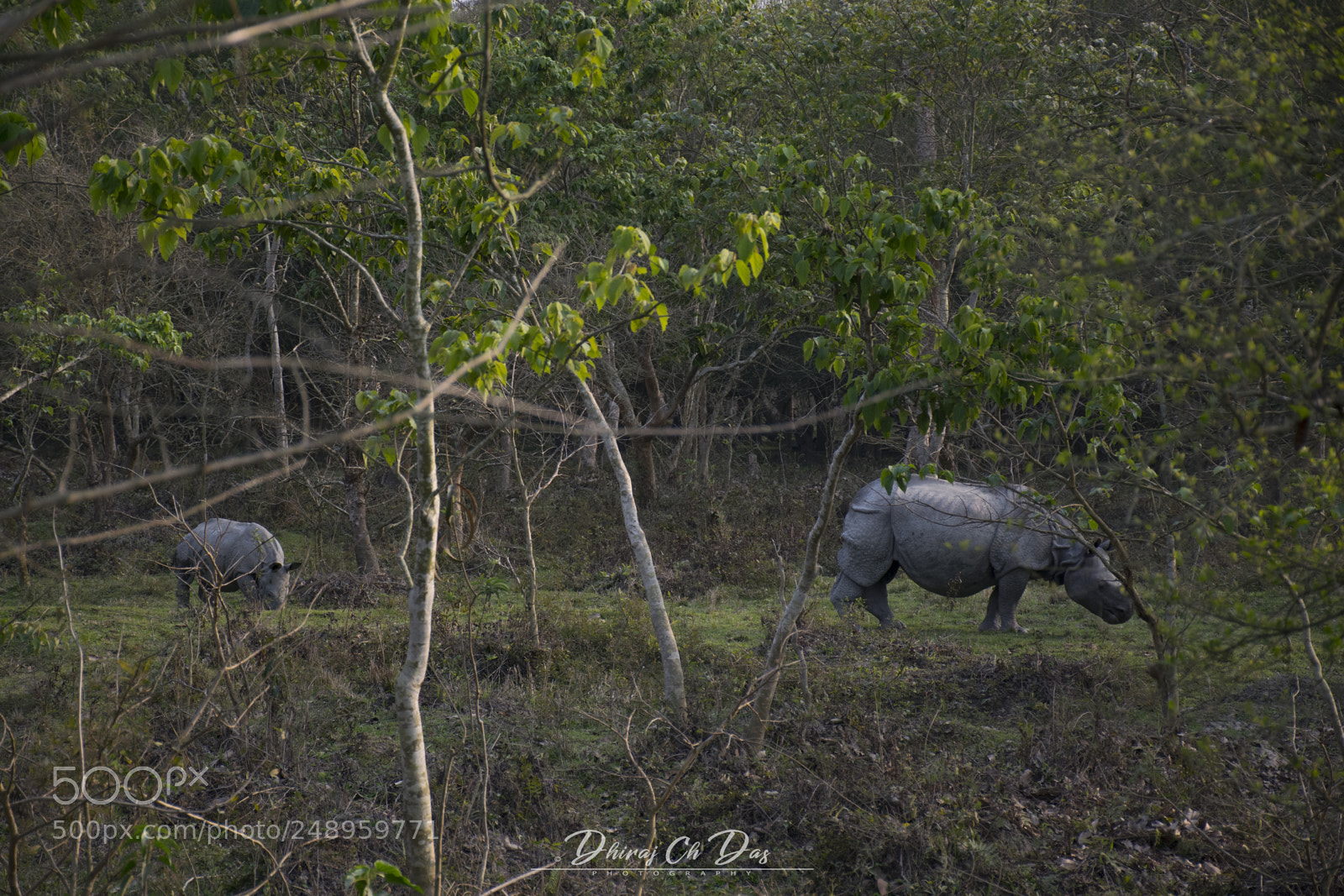 Nikon D3300 sample photo. Following my mom photography