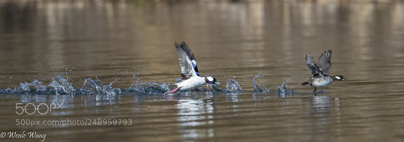 Canon EOS-1D X Mark II sample photo. Taking off photography