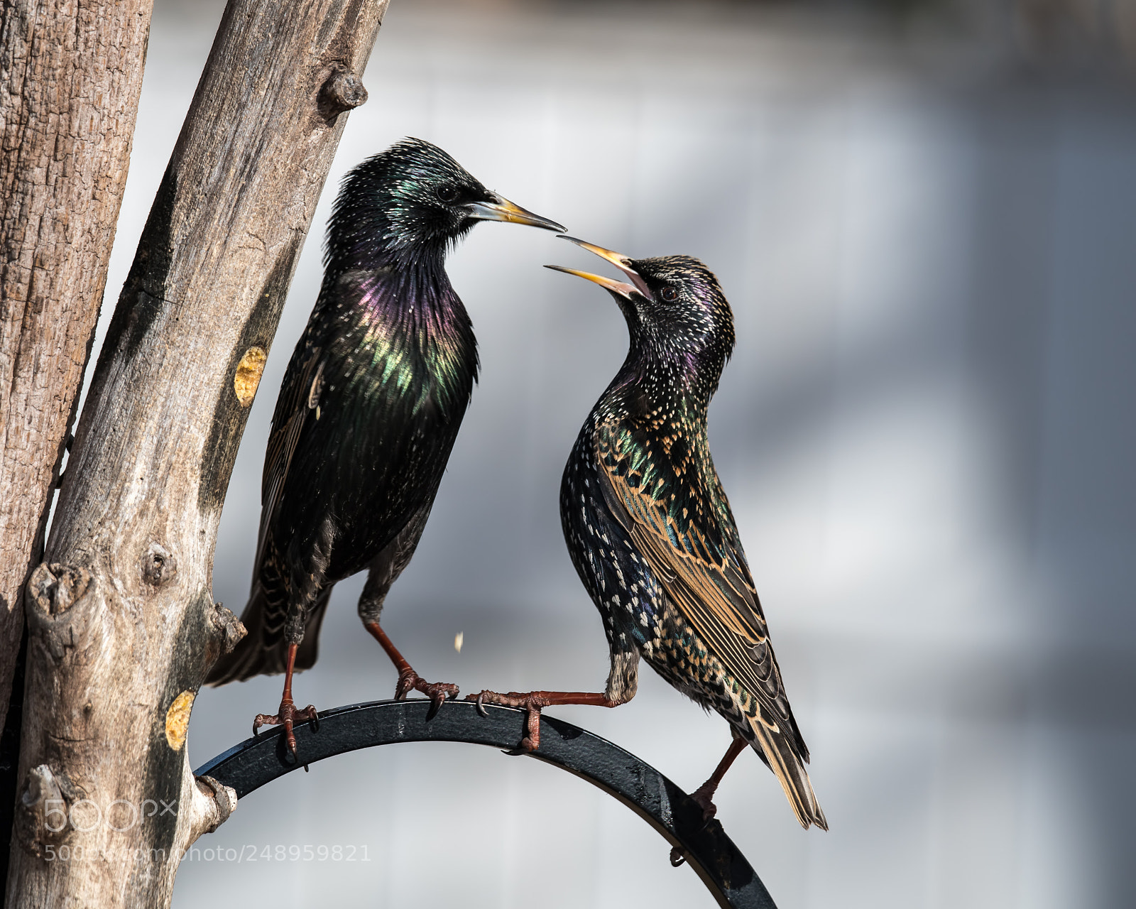 Nikon D850 sample photo. European starlings photography