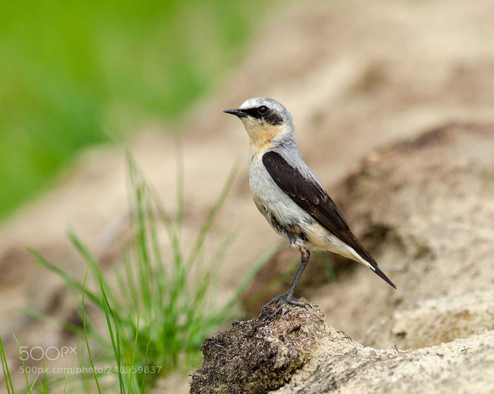 Nikon D7000 sample photo. Northern wheatear photography
