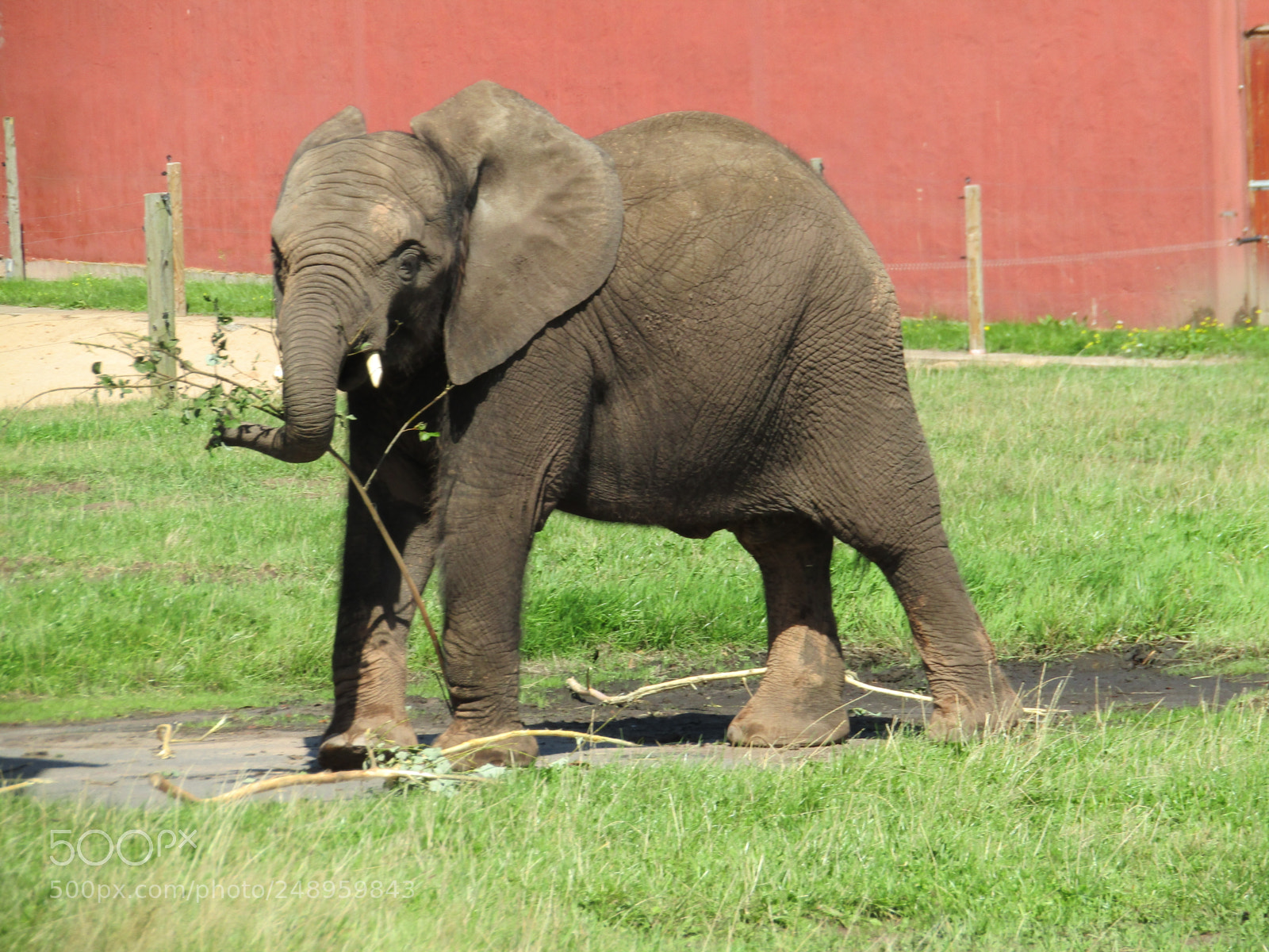 Canon PowerShot SX410 IS sample photo. Elephant photography