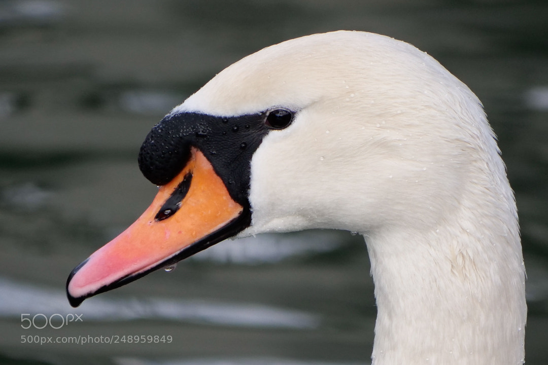 Panasonic Lumix DC-G9 sample photo. Swan portrait photography