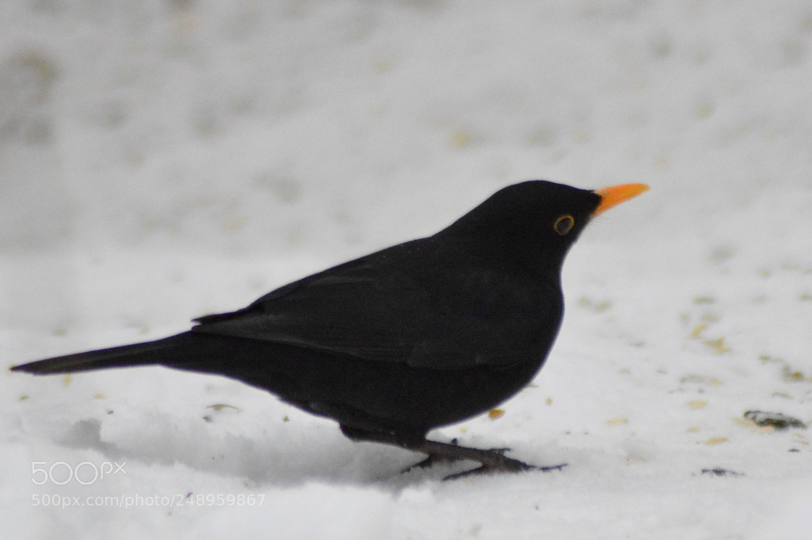 Nikon D3200 sample photo. Blackbird in the snow photography