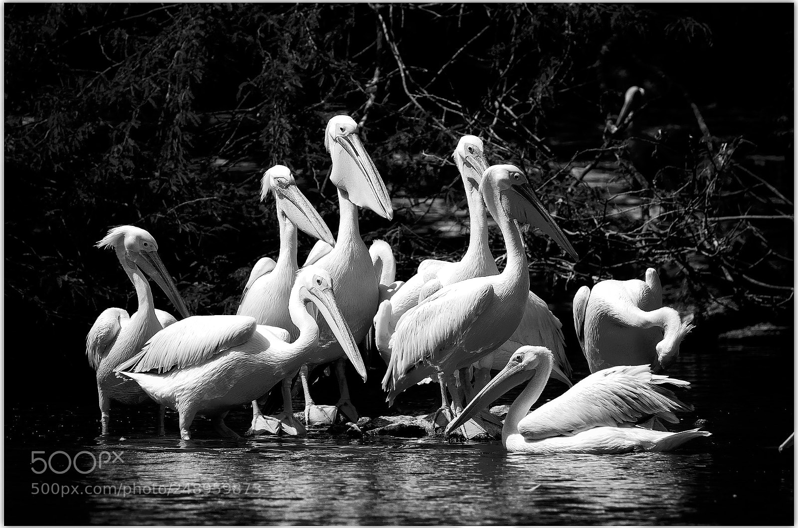 Nikon D7000 sample photo. Pelicans photography