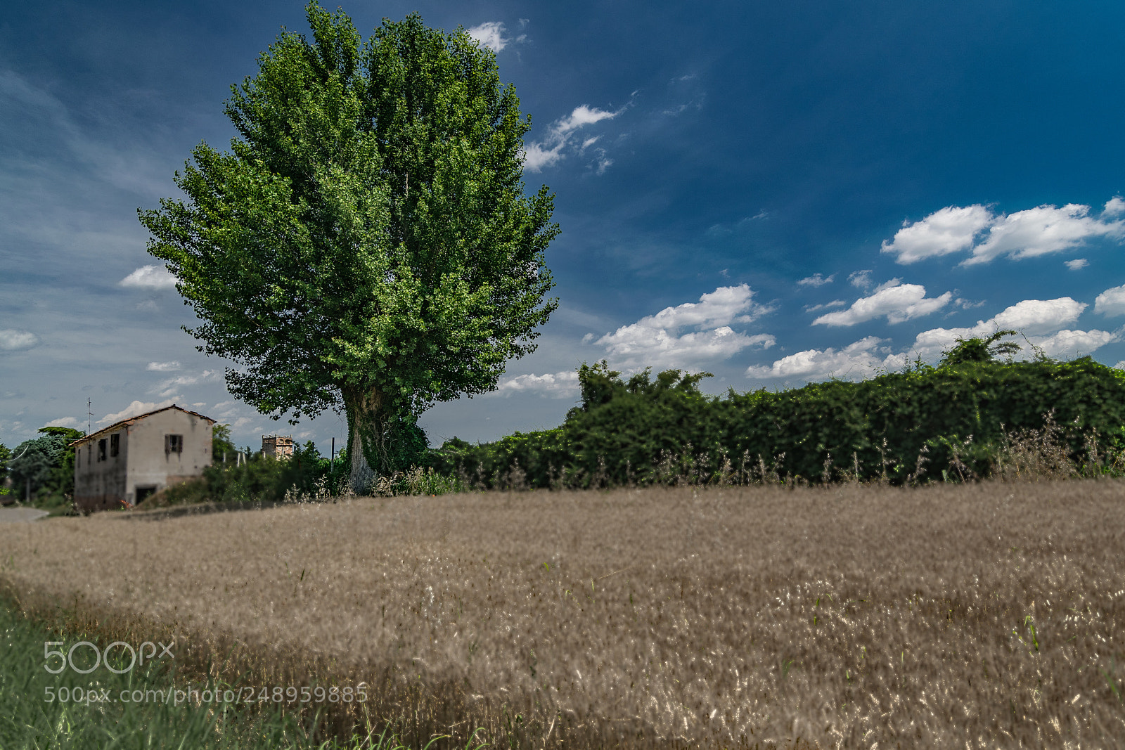 Nikon D5300 sample photo. Imposing tree photography