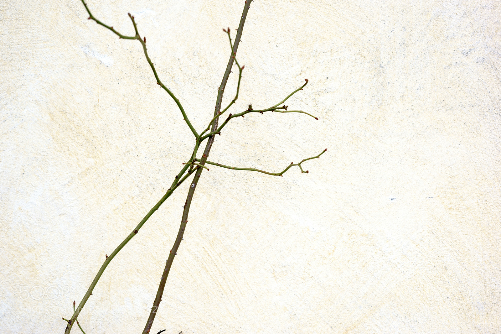 Sony a7 II sample photo. Roses branches on the photography