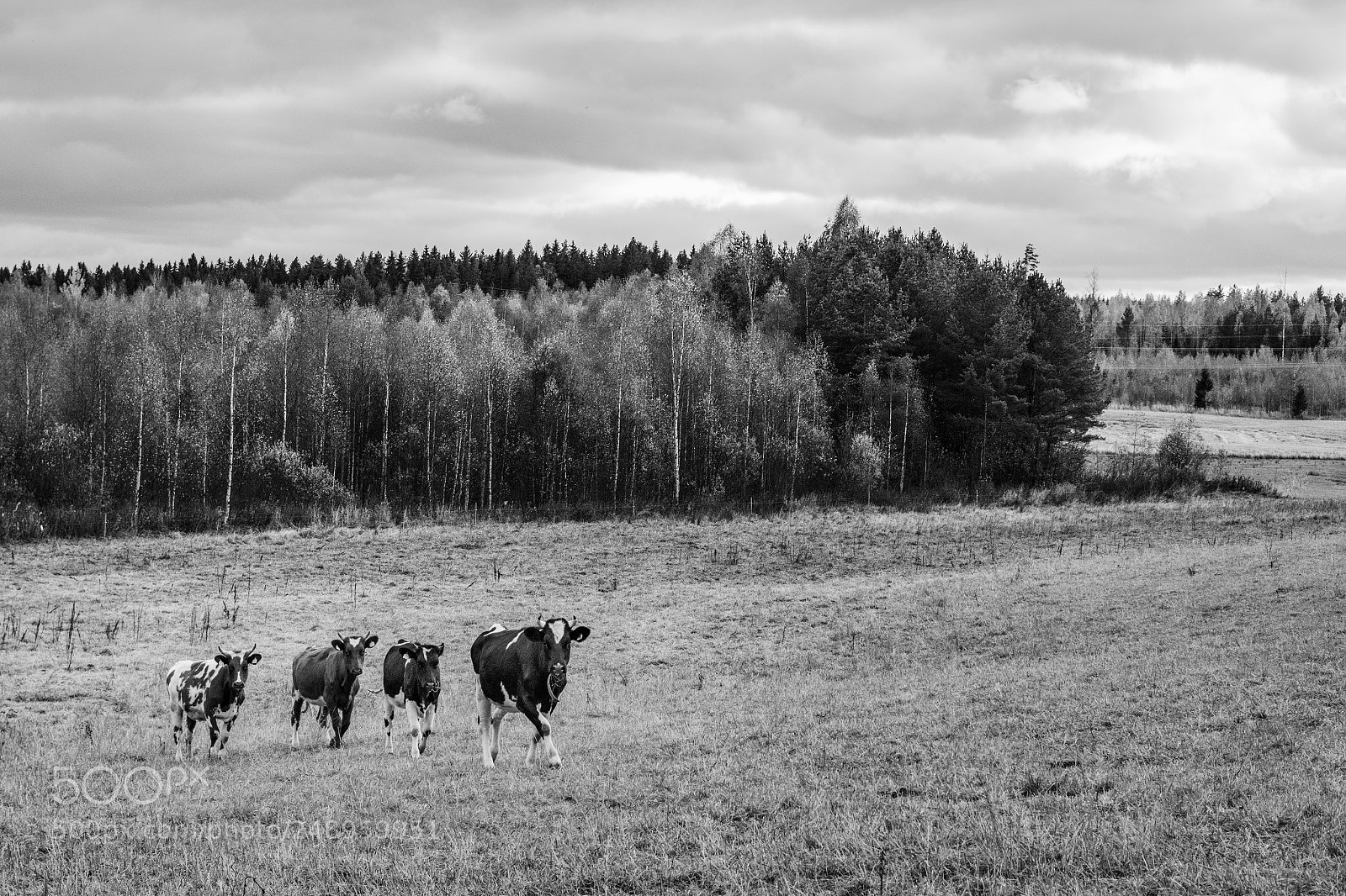 Nikon D810 sample photo. Untitled photography