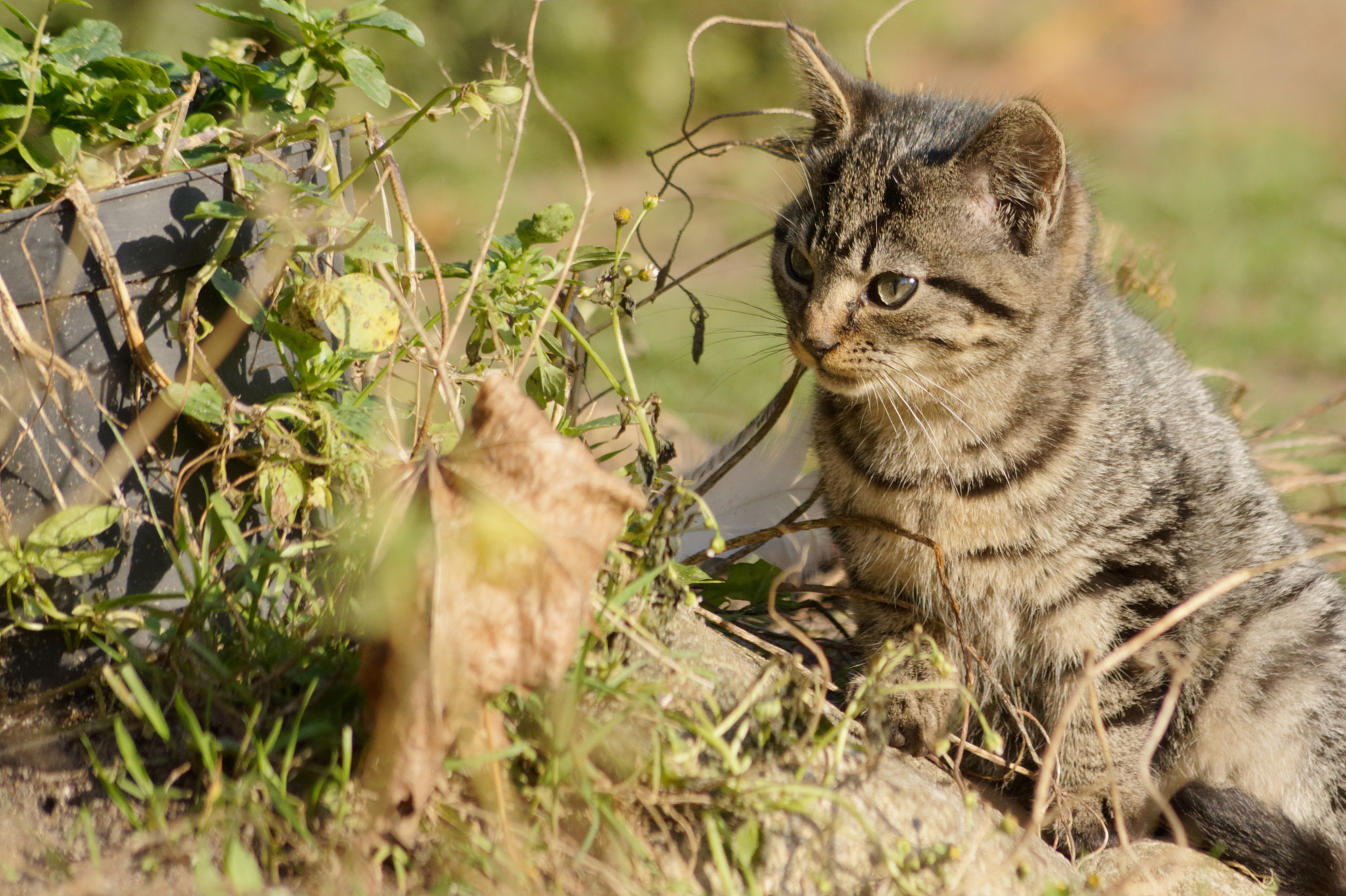 Sony Alpha DSLR-A450 sample photo. On hunting photography