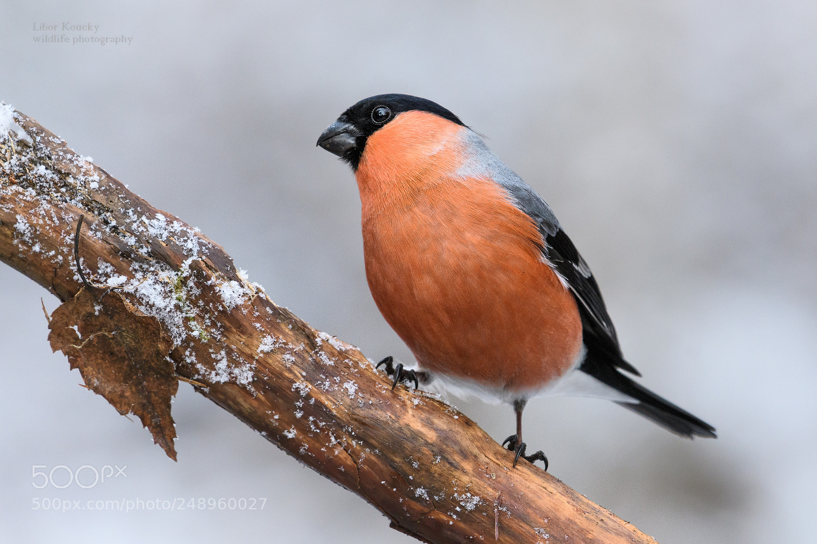 Nikon D500 sample photo. Bullfinch (pyrrhula pyrrhula) photography