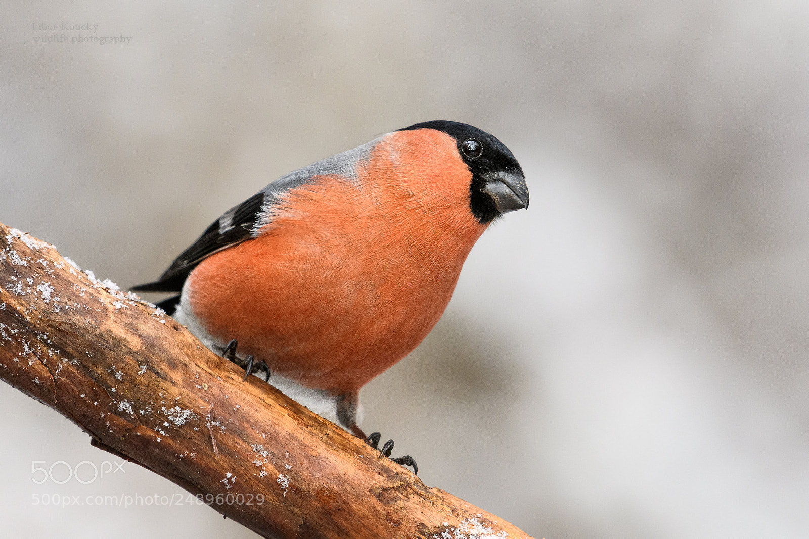 Nikon D500 sample photo. Bullfinch (pyrrhula pyrrhula) photography