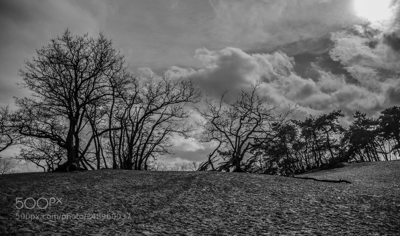 Nikon D5300 sample photo. Black and white photography