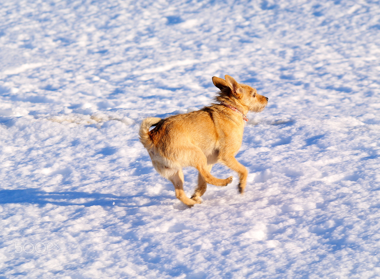 Olympus E-400 (EVOLT E-400) sample photo. A running dog in the winter time photography