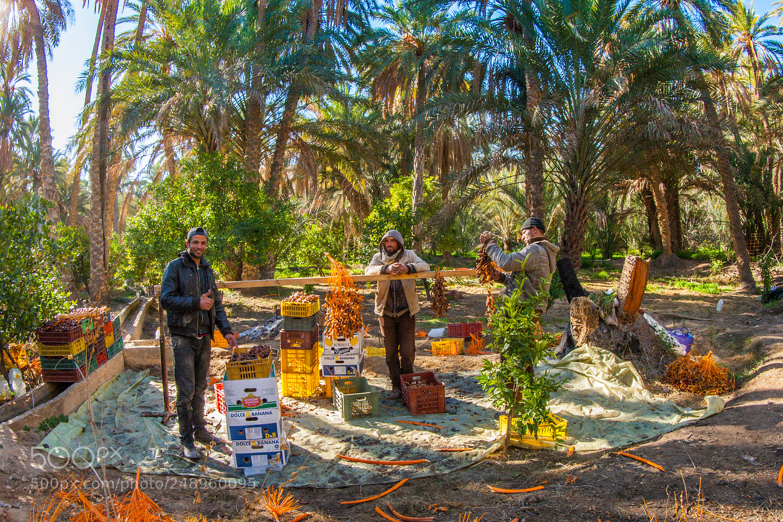 Canon EOS-1D Mark III sample photo. Vendeurs de dattes, tunisie photography