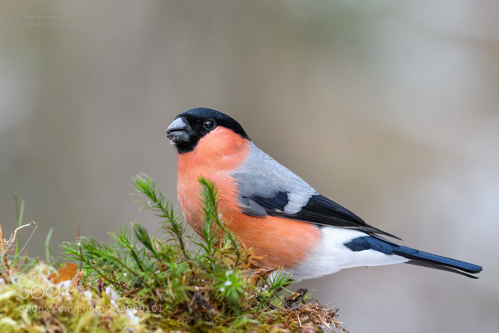Nikon D500 sample photo. Bullfinch (pyrrhula pyrrhula) photography