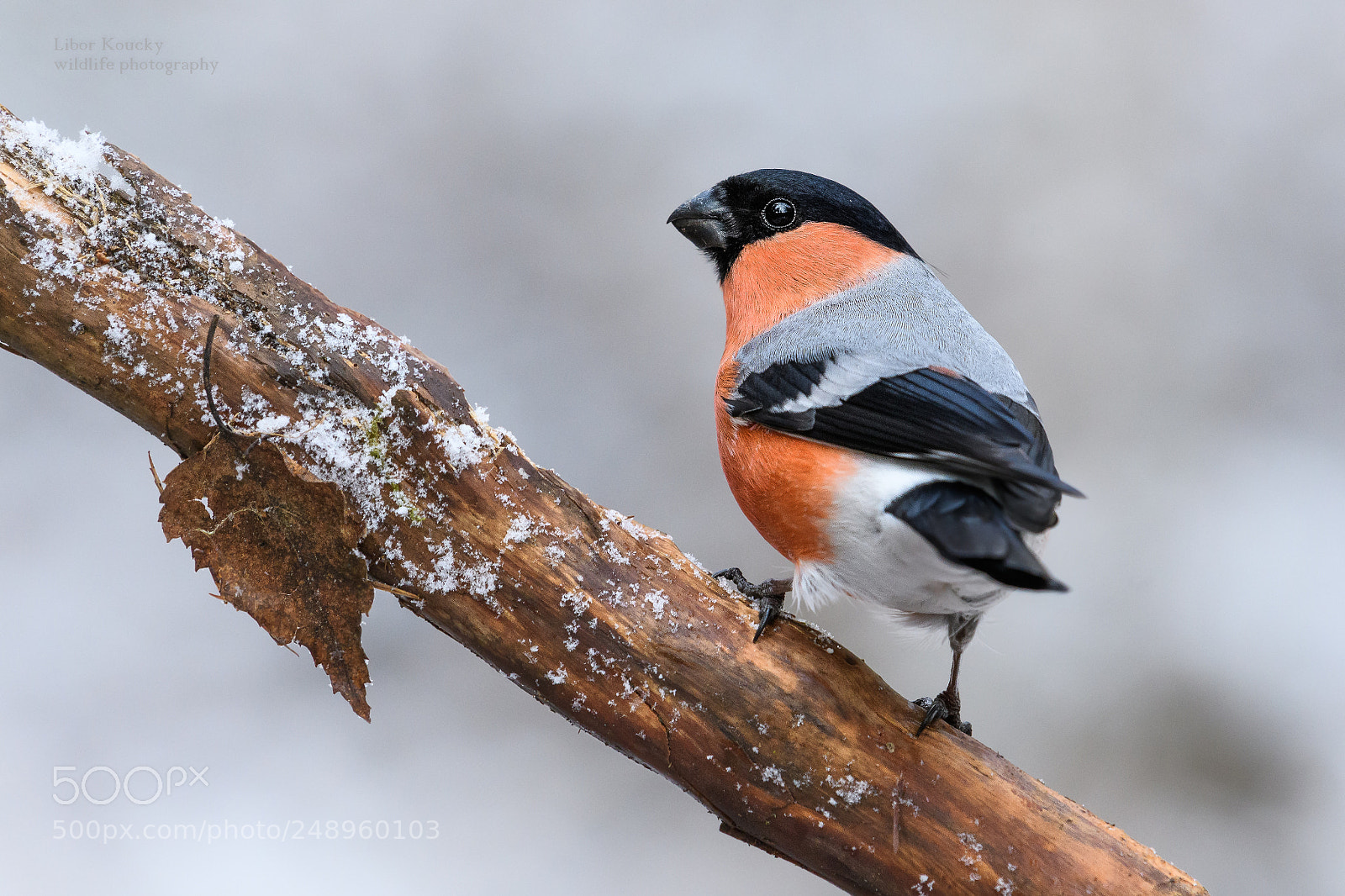 Nikon D500 sample photo. Bullfinch (pyrrhula pyrrhula) photography