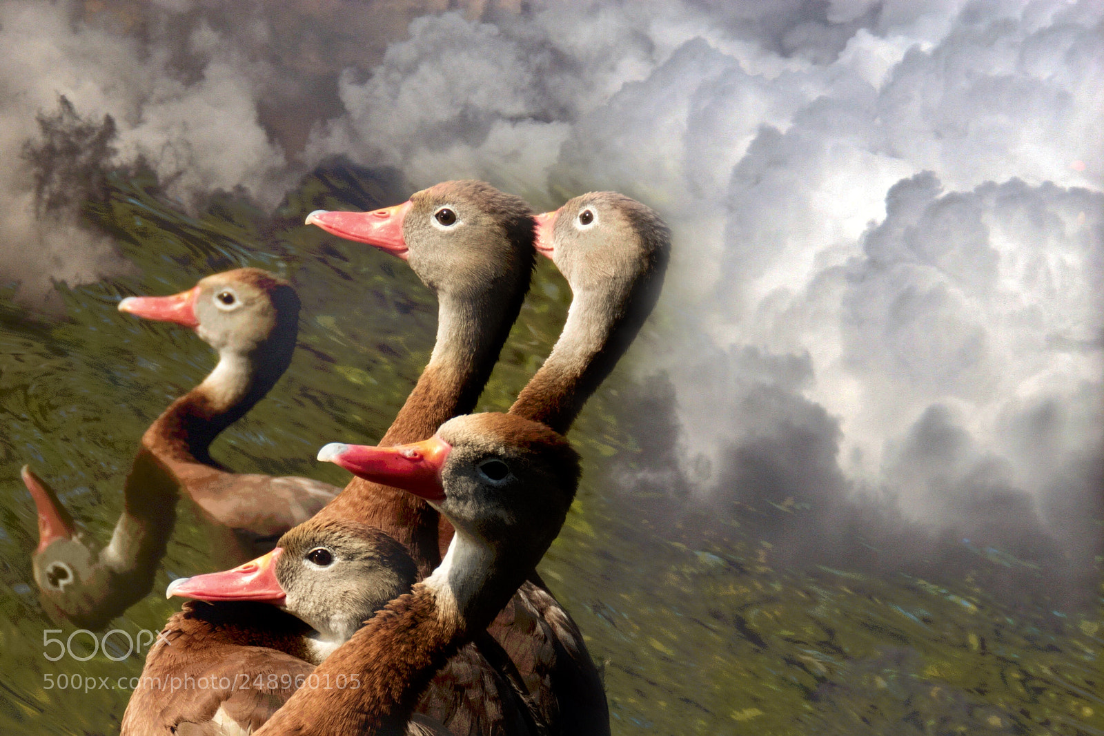 Canon EOS 20D sample photo. Mallards in clouds photography