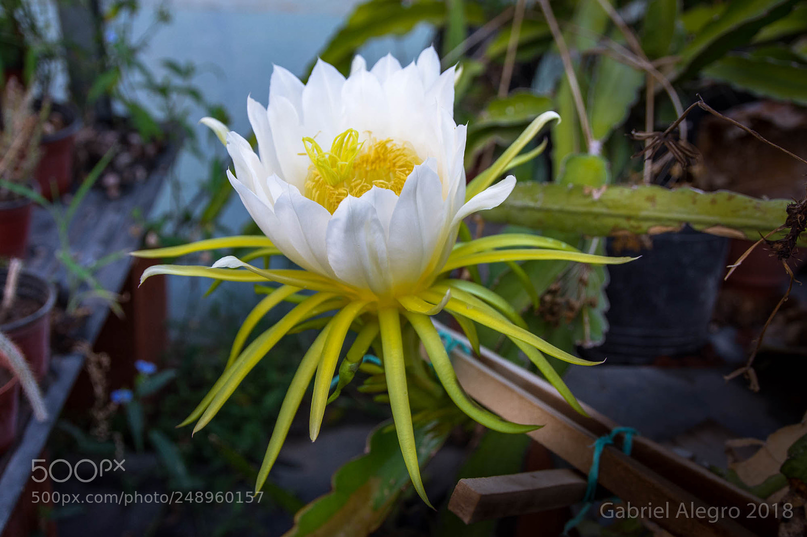 Nikon D7200 sample photo. Flor de cactus! photography