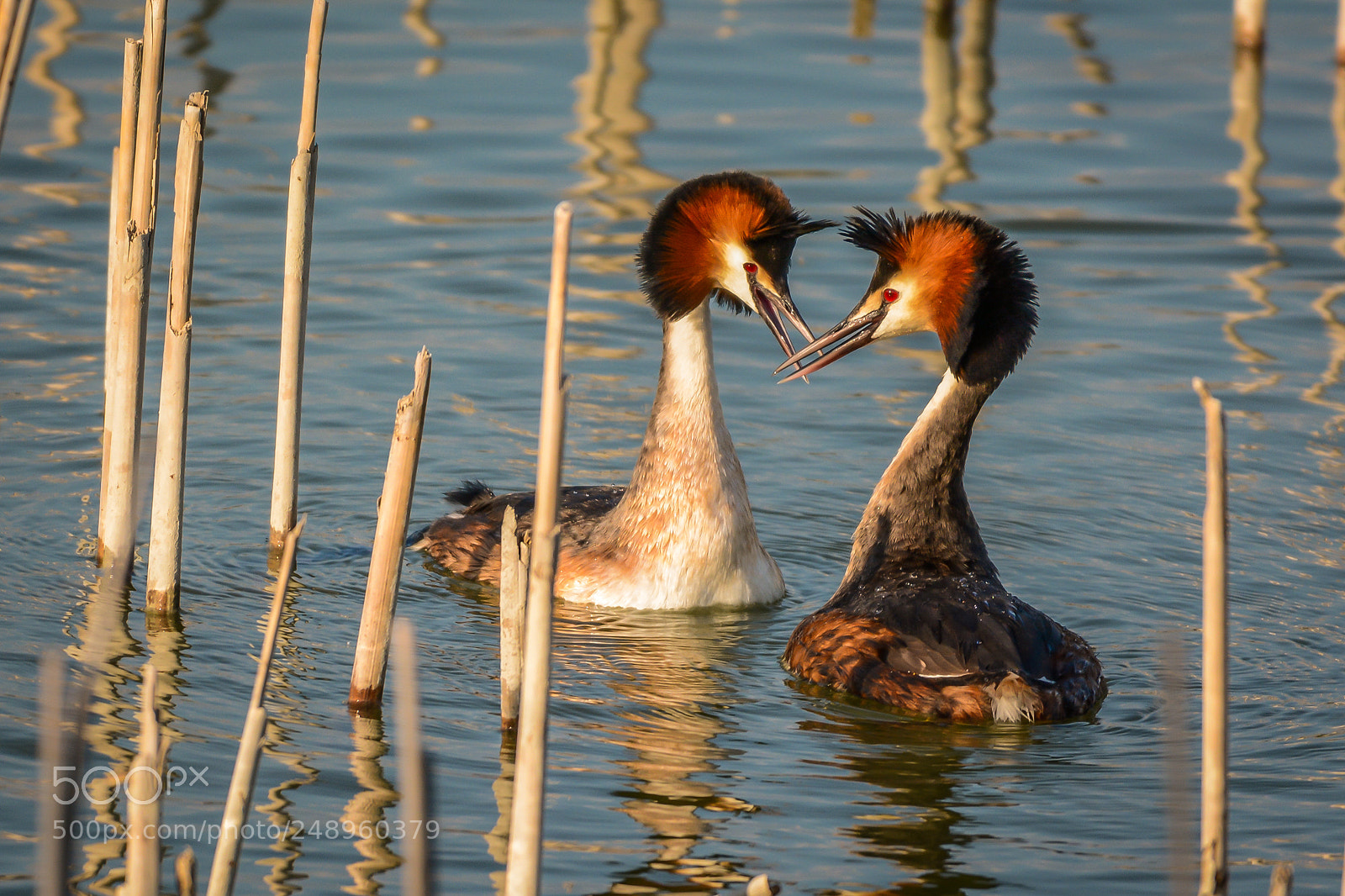Nikon D7100 sample photo. The great crested grebe photography