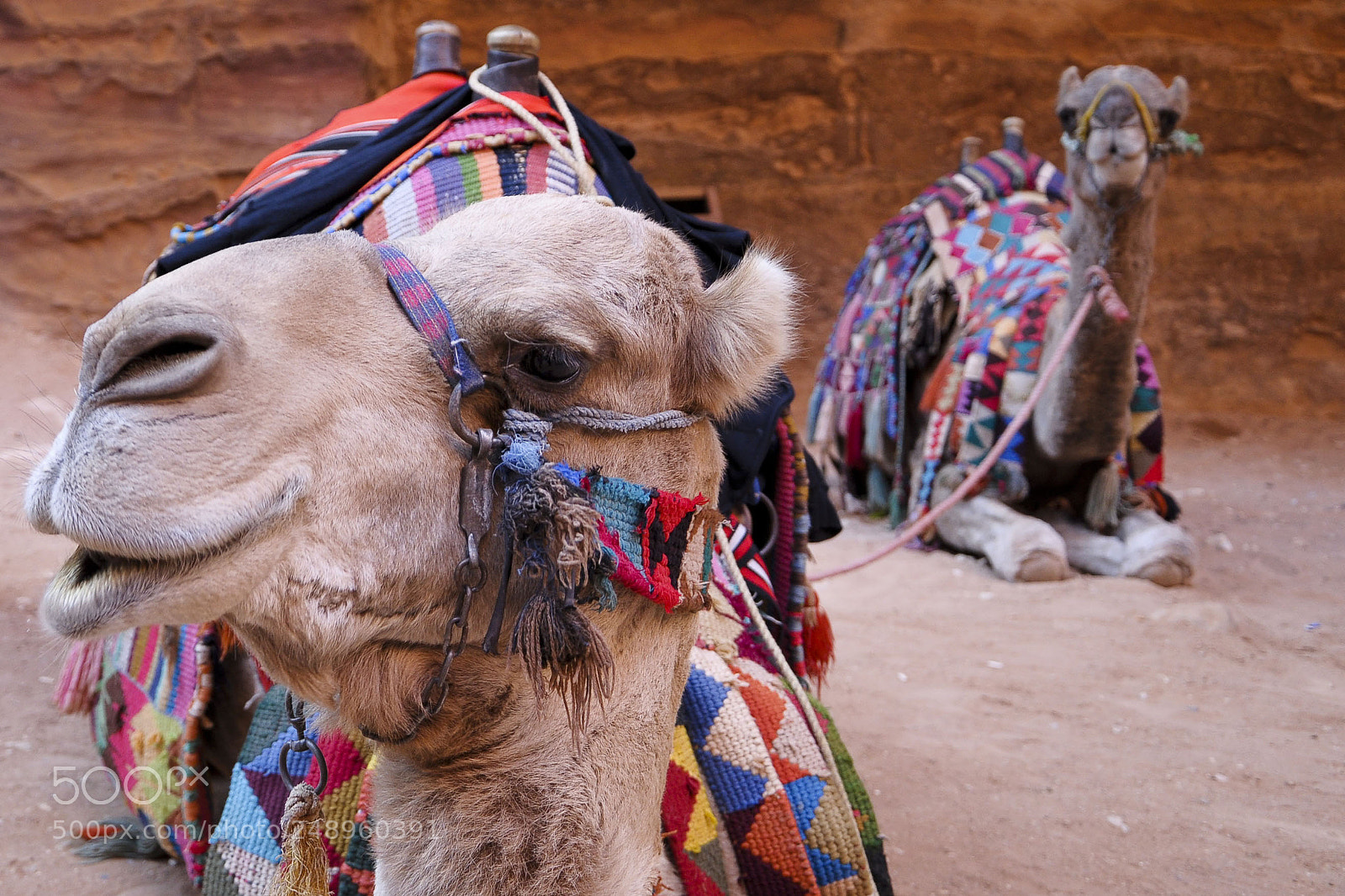 Nikon D90 sample photo. Camels of petra photography