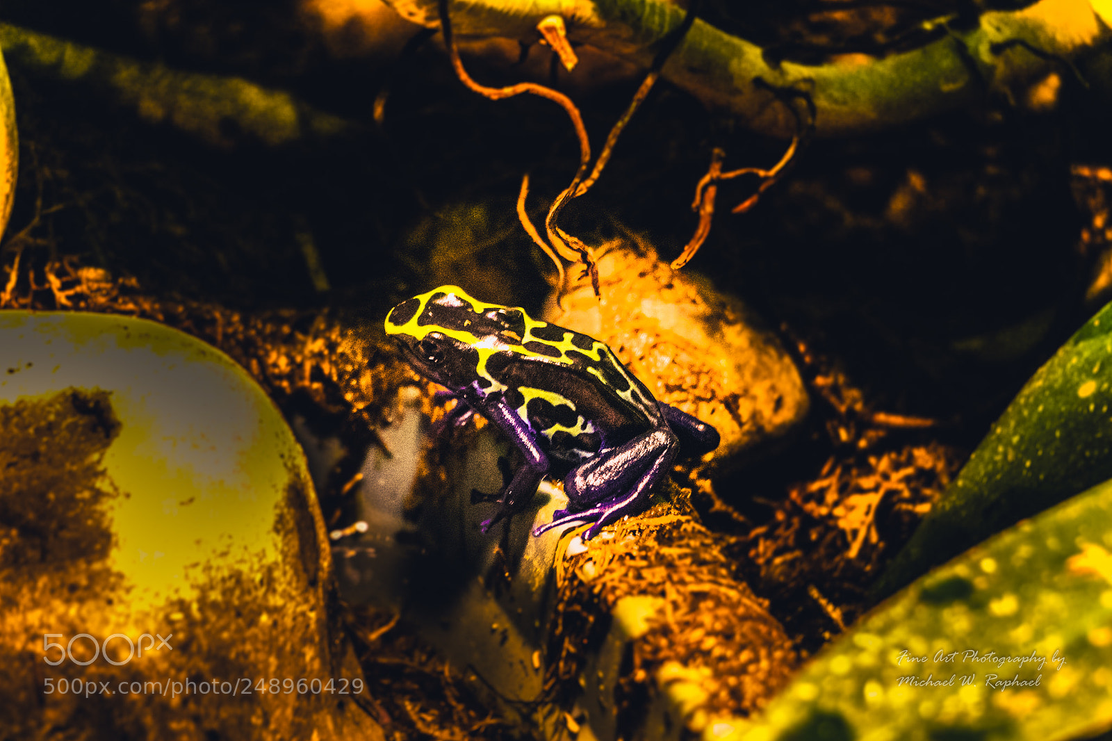 Canon EOS 80D sample photo. Yellow and purple poison photography