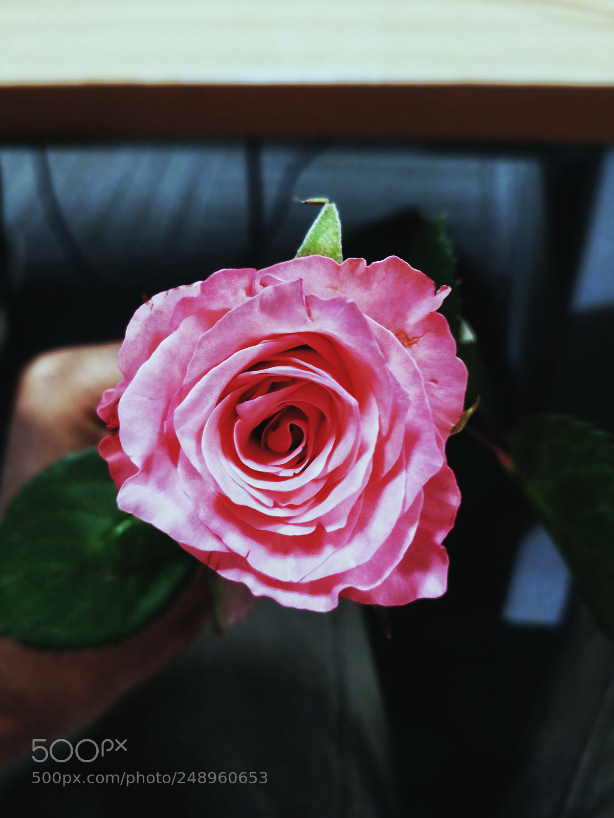 OnePlus 5T sample photo. The pink rose photography