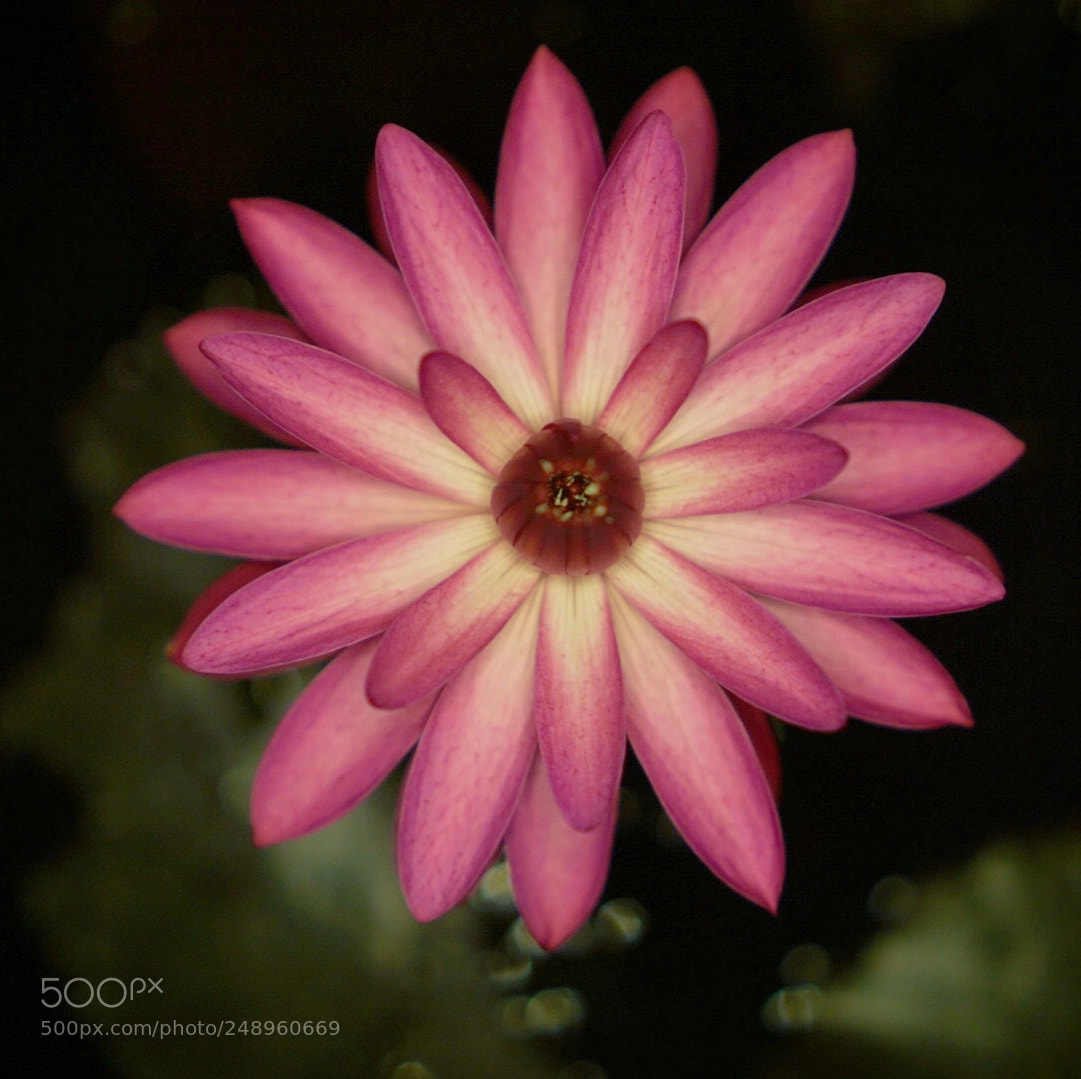 Sony a6000 sample photo. Water lily photography