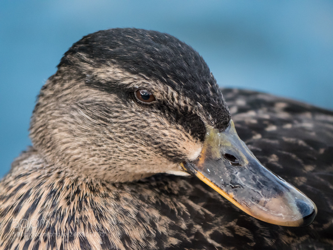 Panasonic Lumix DC-G9 sample photo. Duck portrait photography