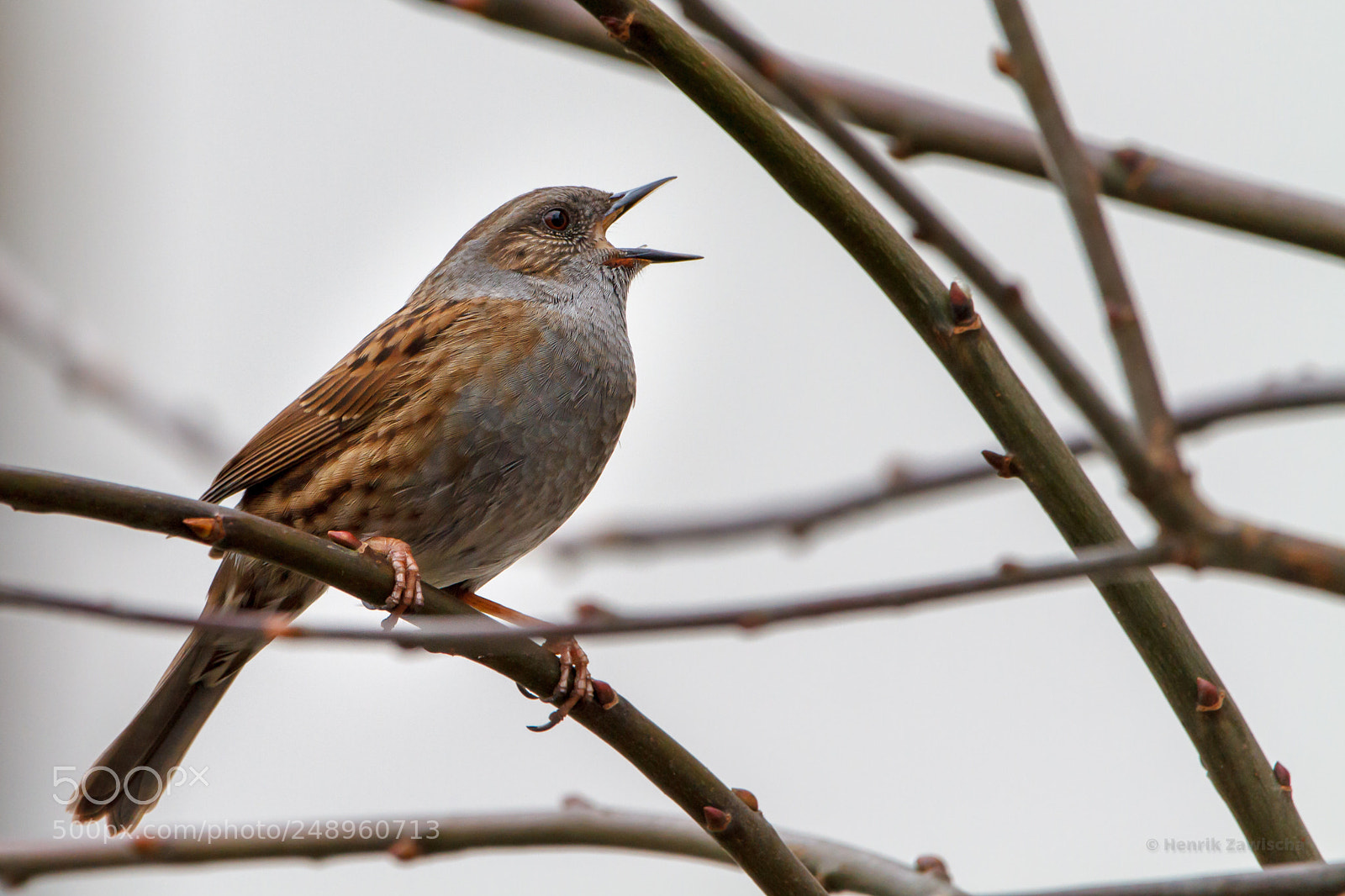 Canon EOS 7D sample photo. Dunnock singing photography