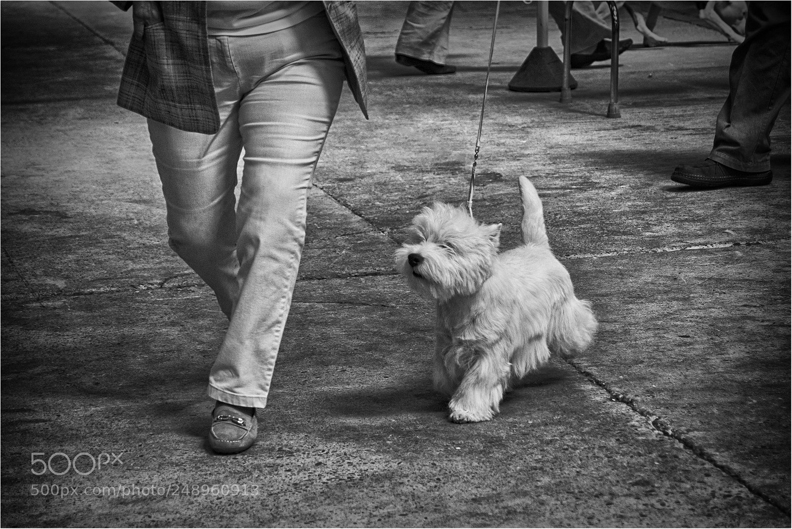 Sony Alpha DSLR-A700 sample photo. Practice before the show photography
