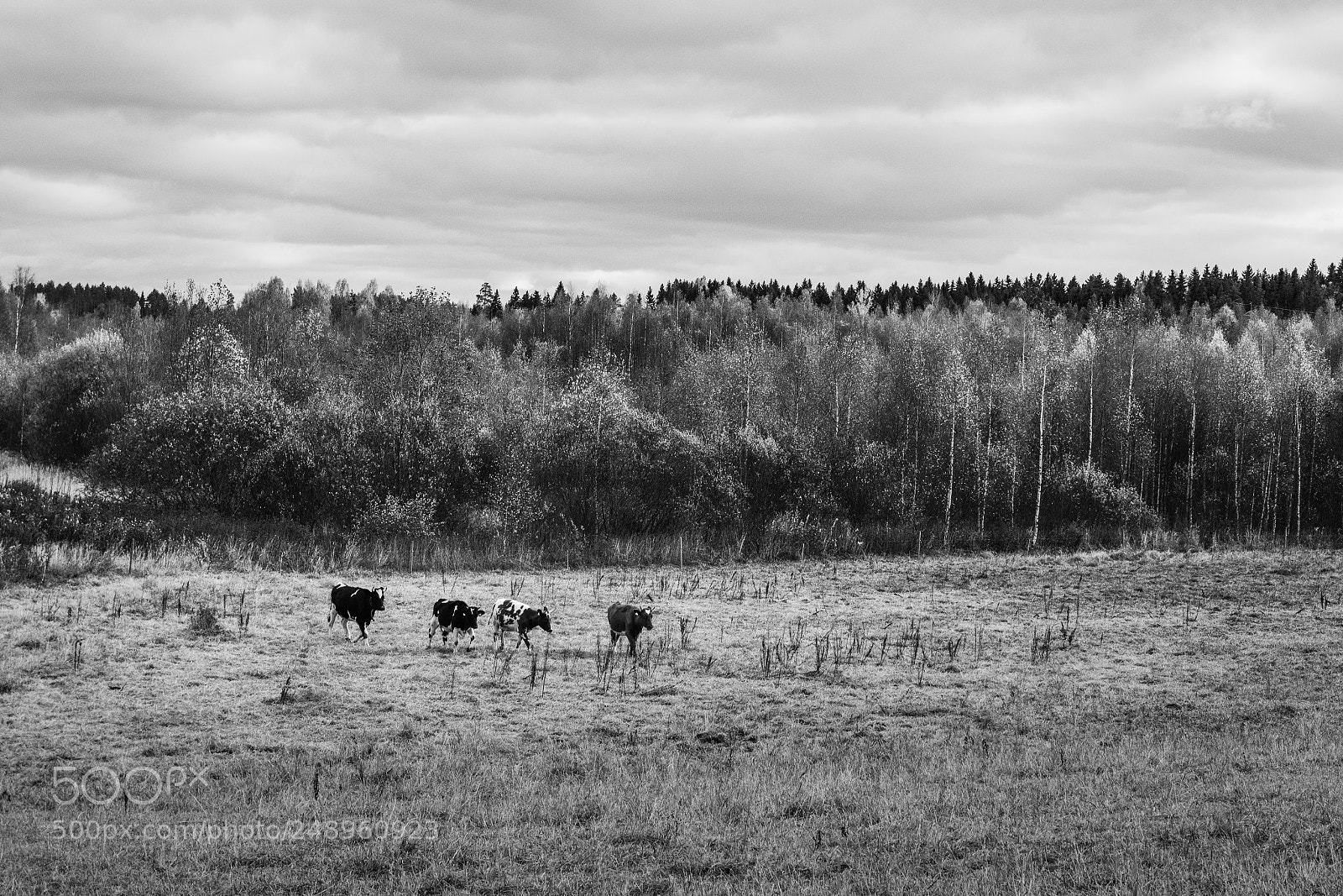 Nikon D810 sample photo. Untitled photography