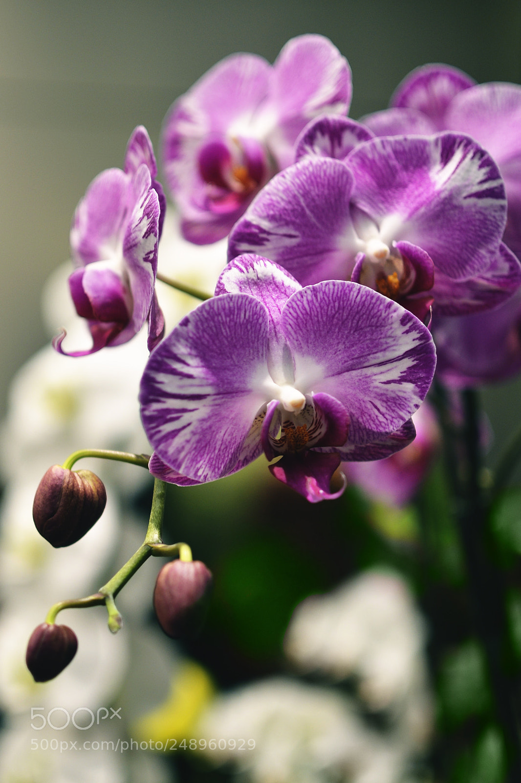 Nikon D7000 sample photo. Orchids photography
