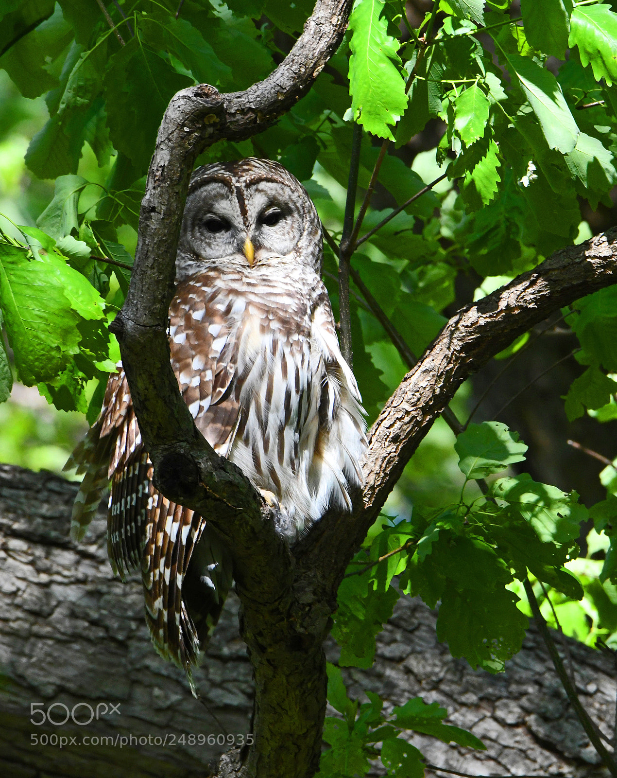 Nikon D500 sample photo. Barred owl photography