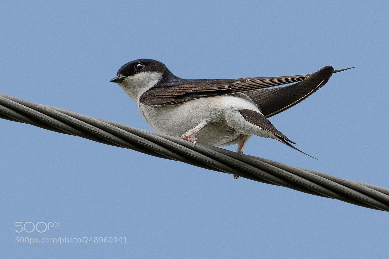 Nikon D500 sample photo. House martin (delichon urbica) photography